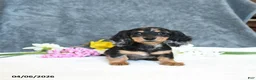Miniature Dachshund dogs for sale: Easton - Ad 5
