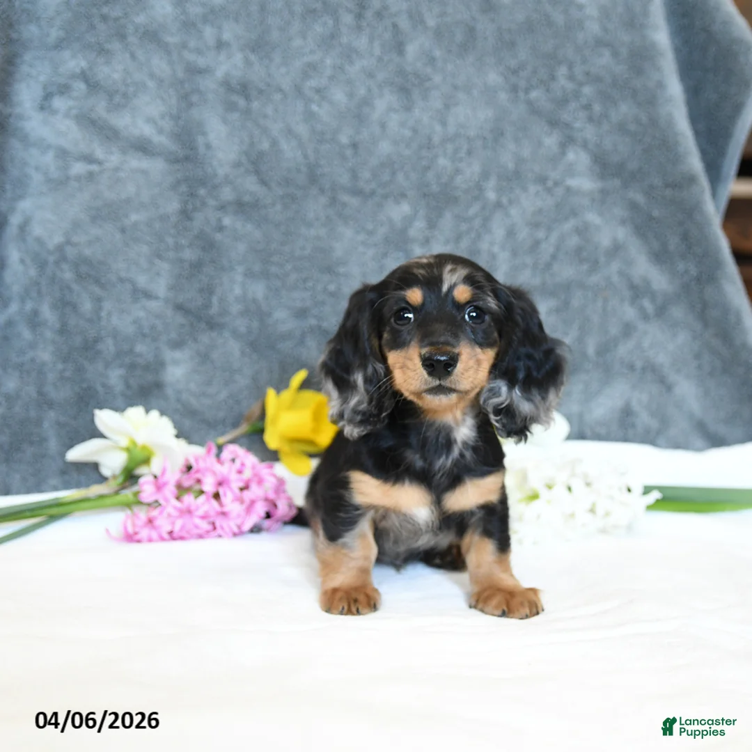 Miniature Dachshund dogs for sale: Easton - Ad 5