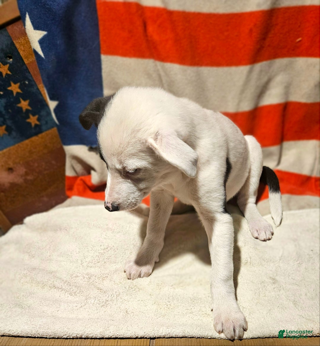 Border Collie dogs for sale: Dreami (Runt) - Ad 51