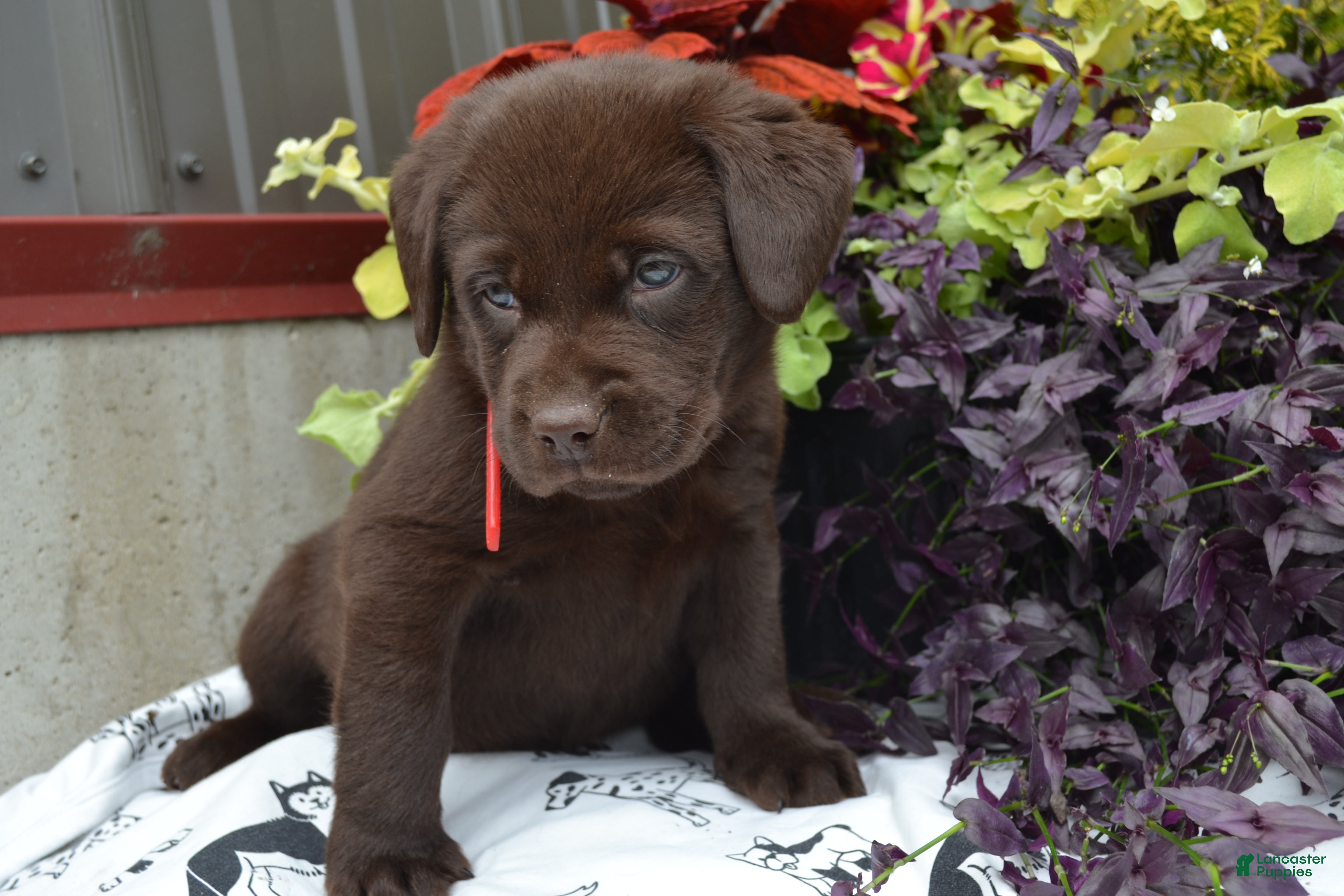 Labrador Retriever dogs Lola - Ad 2