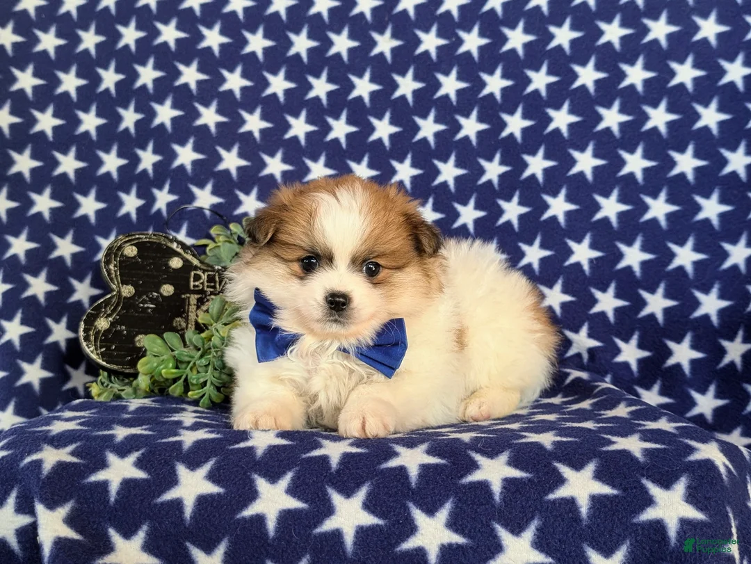 Pomeranian dogs for sale: Cosmo - Ad 5