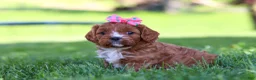 Cavapoo dogs for sale: Alison - Ad 3