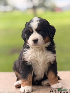 Bernese Mountain Dog dogs Arlo - Ad 21
