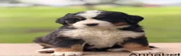 Bernese Mountain Dog dogs for sale: Arlo - Ad 1