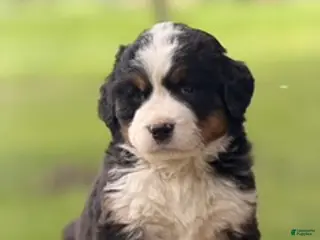 Bernese Mountain Dog dogs Arlo - Ad 21