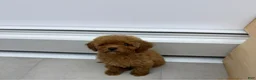 Mini Goldendoodle dogs for sale: TOY GOLDENDOODLE  - Ad 1