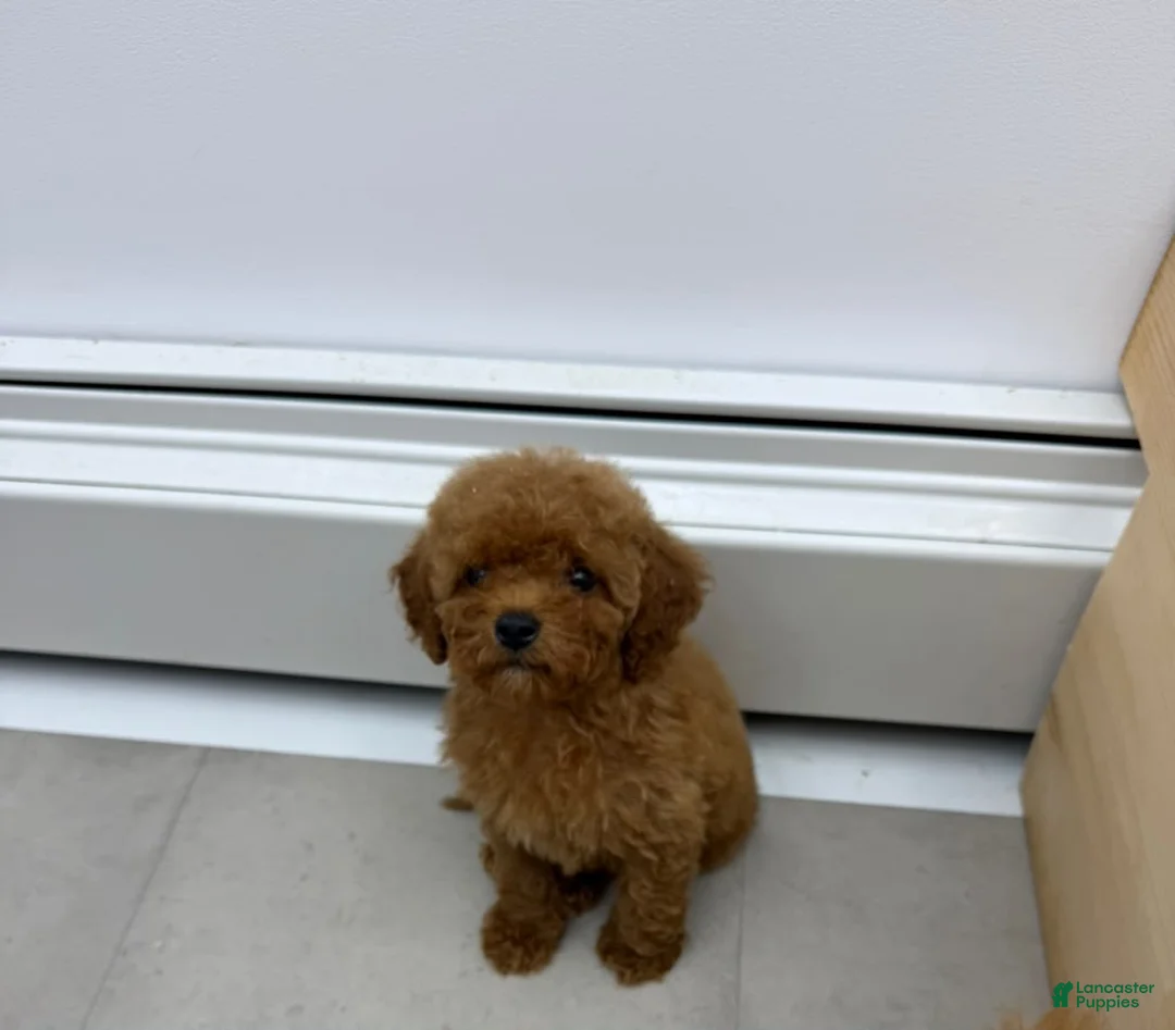 Mini Goldendoodle dogs for sale: TOY GOLDENDOODLE  - Ad 1