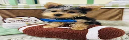 Yorkshire Terrier dogs for sale: Snickers - Ad 15