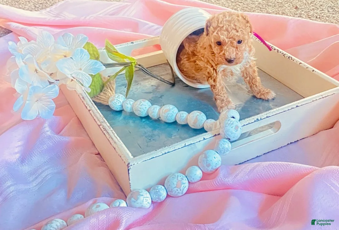 Toy Poodle dogs for sale: ♥️SWEET DOLLIE MAE♥️ - Ad 5