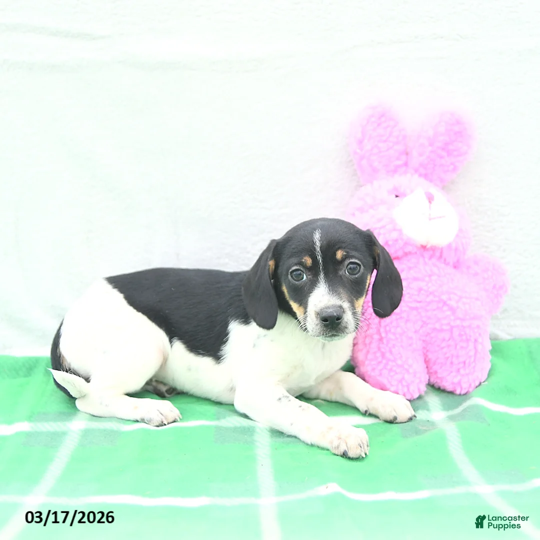 Mixed Breed dogs for sale: Trixie - Ad 2