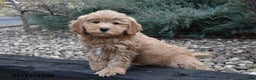 Mini Goldendoodle dogs for sale: Buddy - Ad 1