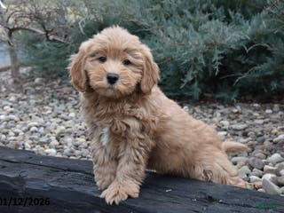 Mini Goldendoodle dogs Buddy - Ad 31