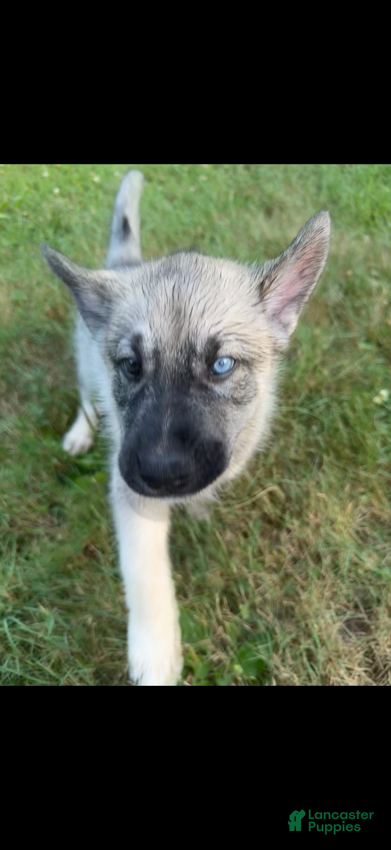 Mixed Breed dogs Grey - Ad 5