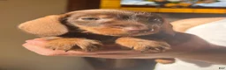 Miniature Dachshund dogs for sale: Miniature Dachshund Puppy 1 - Ad 2
