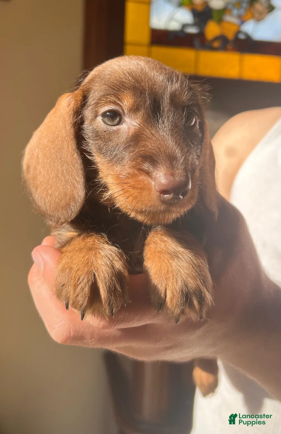 Miniature Dachshund dogs for sale: Miniature Dachshund Puppy 1 - Ad 2