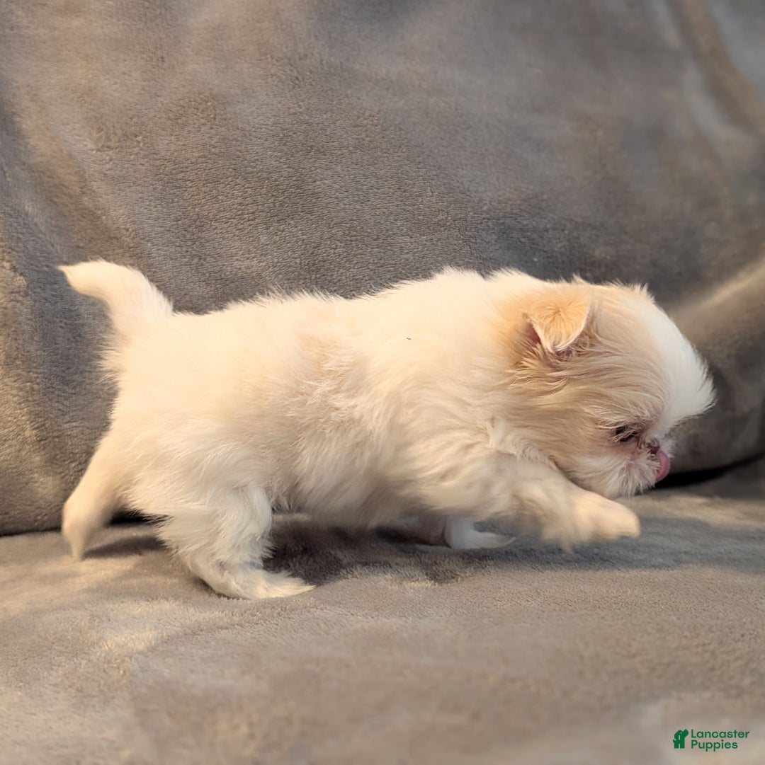 Shih Tzu dogs for sale: Hummingbird - Ad 3