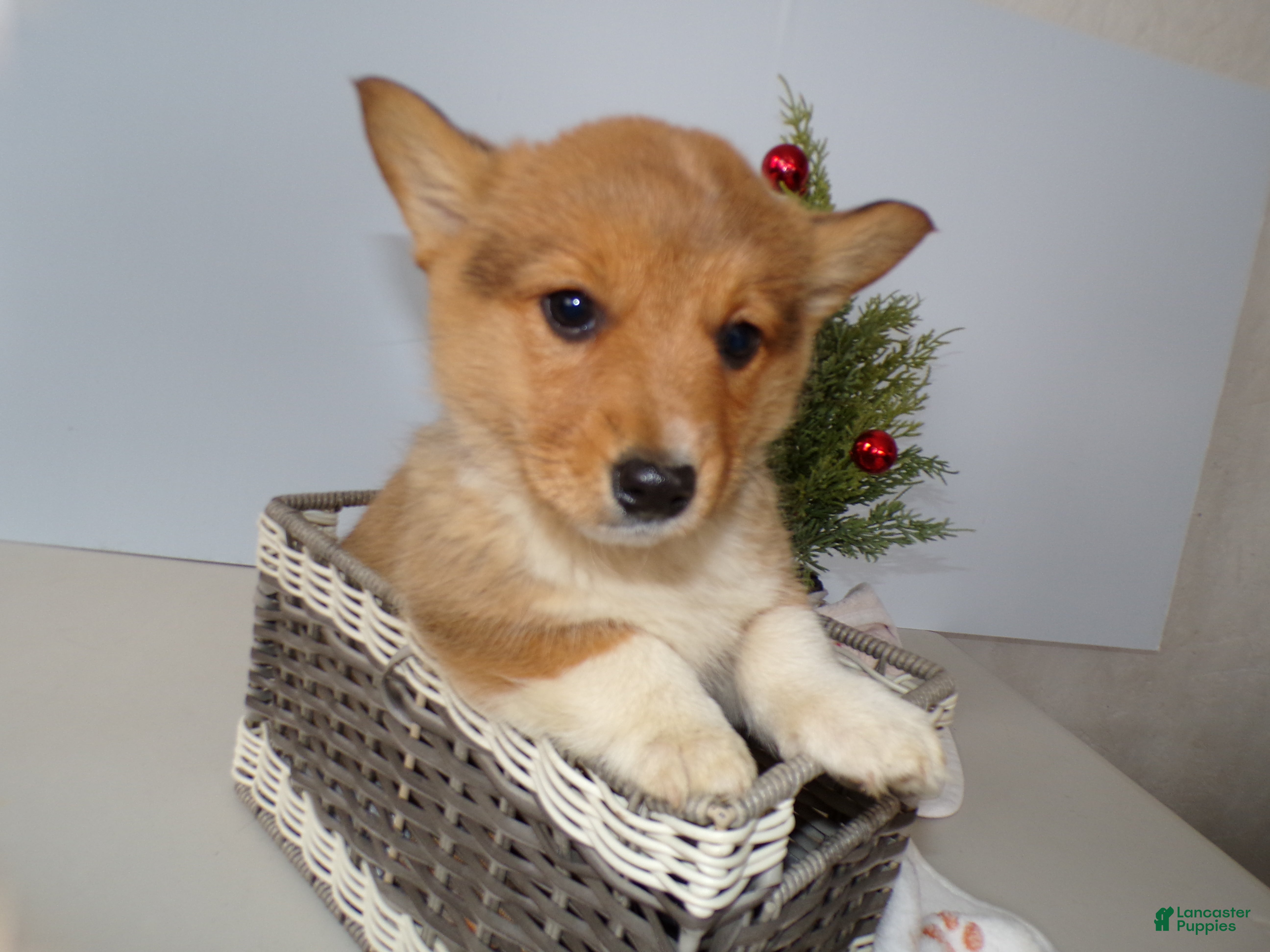 Welsh Corgi Pembroke dogs Welsh Corgi Pembroke Puppy 3 Marcy - Ad 8