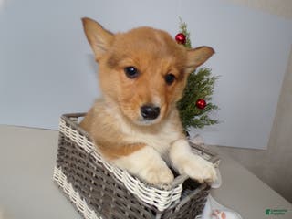 Welsh Corgi Pembroke dogs Welsh Corgi Pembroke Puppy 3 Marcy - Ad 33