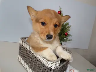 Welsh Corgi Pembroke dogs Welsh Corgi Pembroke Puppy 3 Marcy - Ad 34