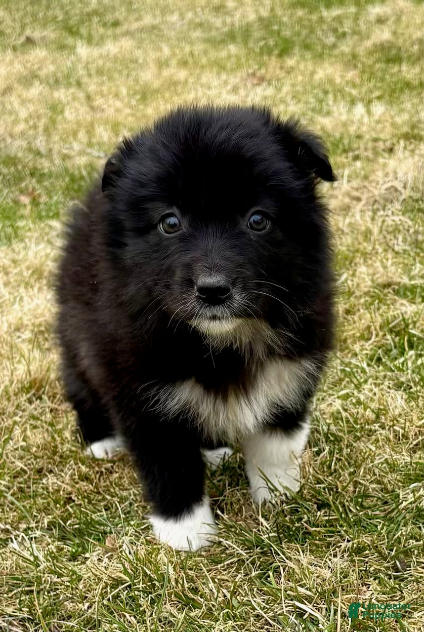 Australian Shepherd dogs Miniature Australian Shepherd Puppy 1 - Ad 2