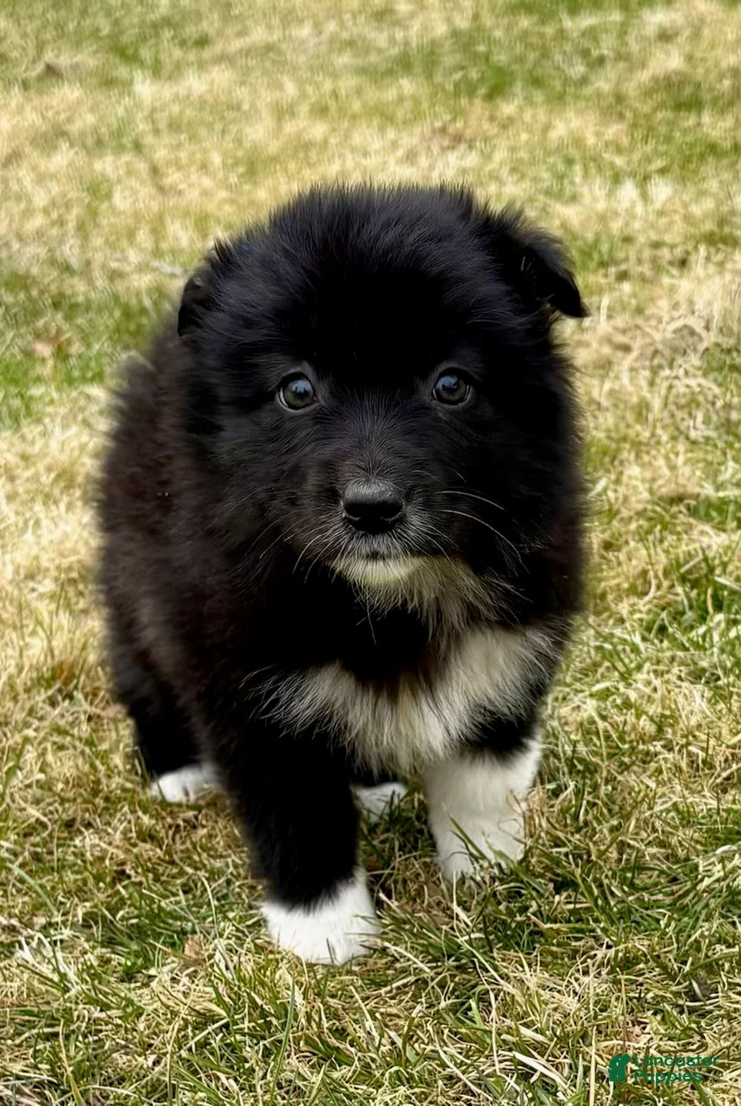 Australian Shepherd dogs for sale: Miniature Australian Shepherd Puppy 1 - Ad 2