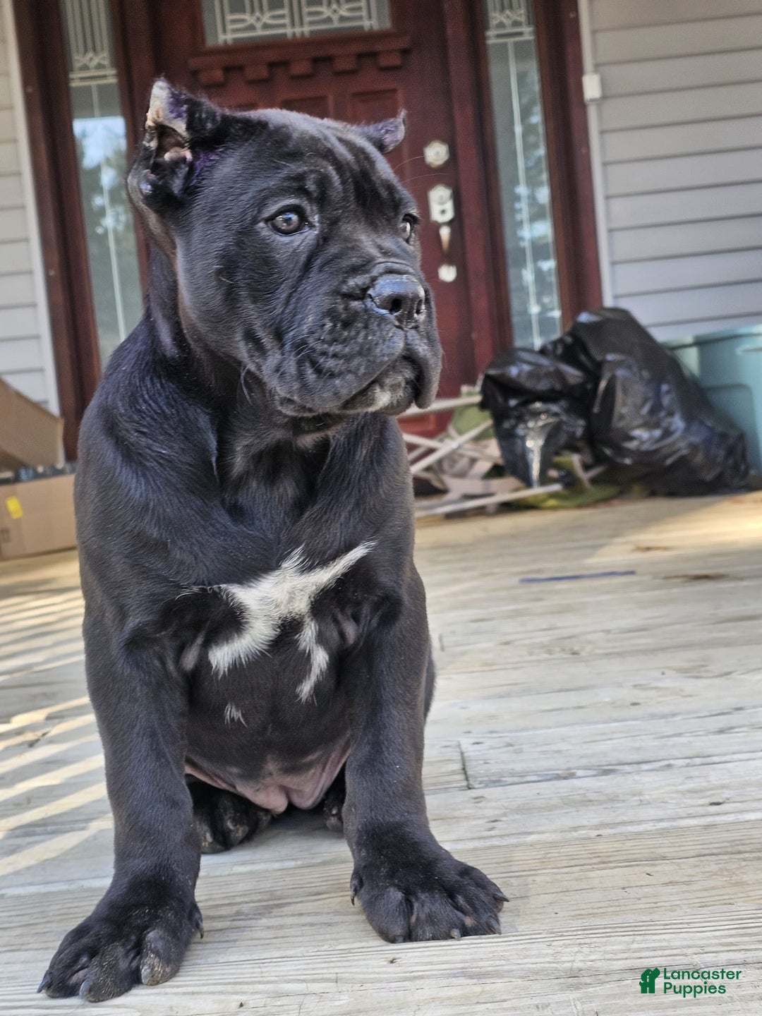 Cane Corso dogs for sale: QUEENIE - Ad 3