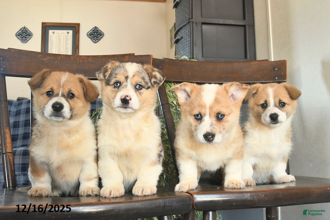 Welsh Corgi Pembroke dogs for sale: Madaline  - Ad 3