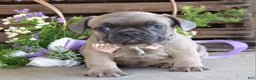 French Bulldog dogs for sale: Max - Ad 5