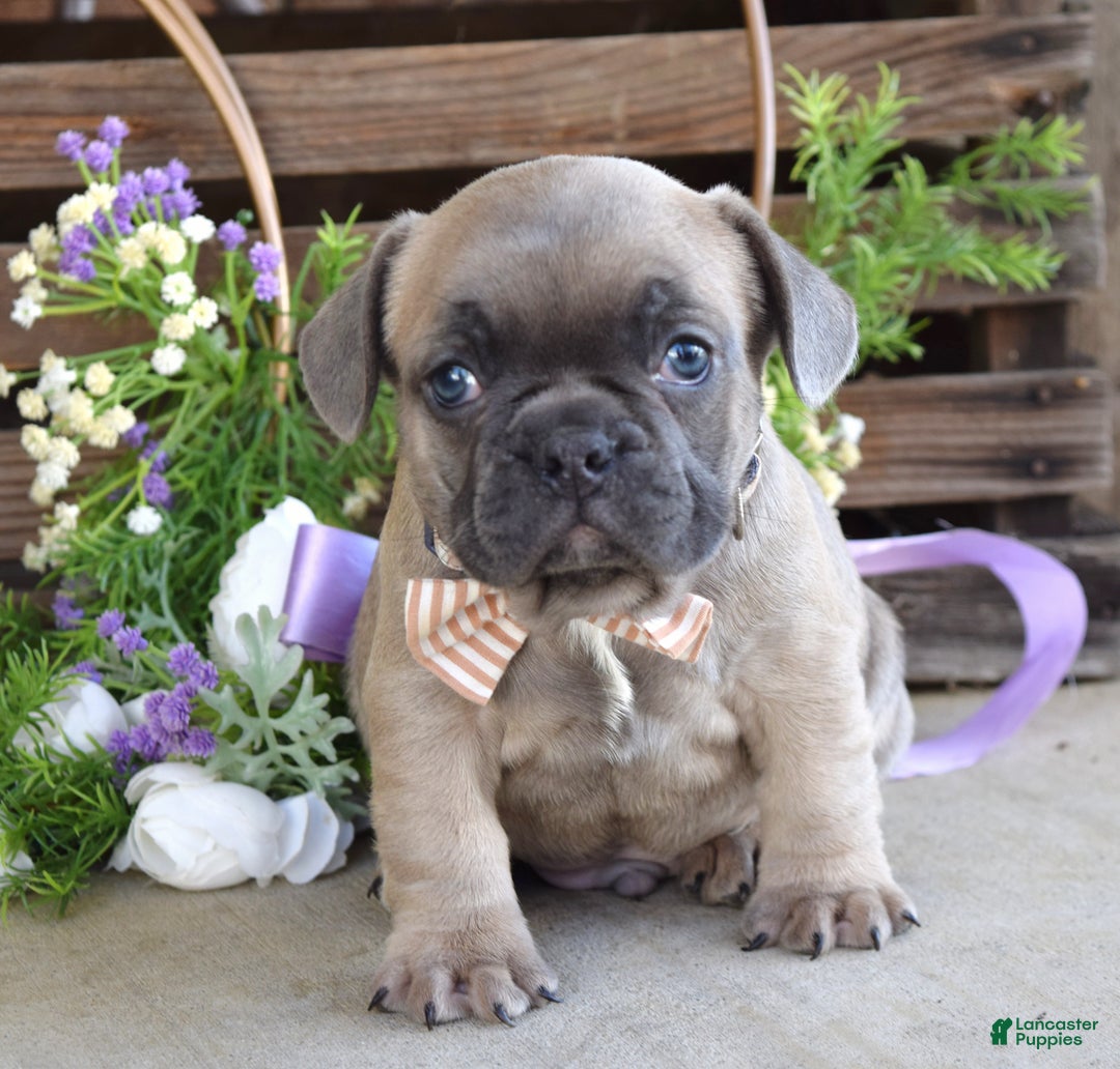 French Bulldog dogs for sale: Max - Ad 5