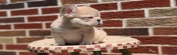 French Bulldog dogs for sale: Elena - Ad 3