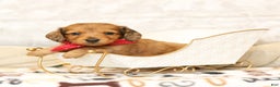 Miniature Dachshund dogs for sale: Juliet - Ad 4