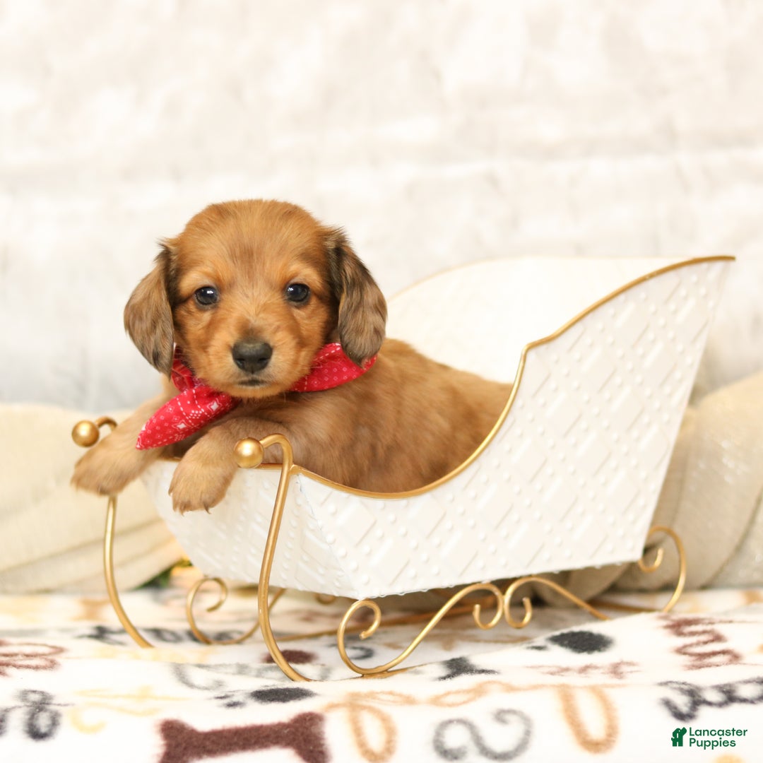 Miniature Dachshund dogs for sale: Juliet - Ad 4