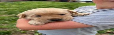 Labrador Retriever Puppy 1