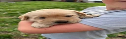 Labrador Retriever dogs for sale: Labrador Retriever Puppy 1 - Ad 1