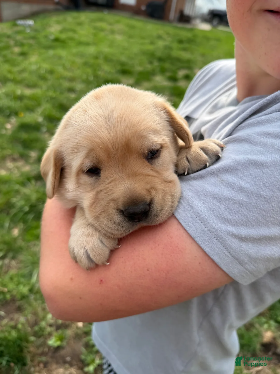 Labrador Retriever dogs for sale: Labrador Retriever Puppy 1 - Ad 1