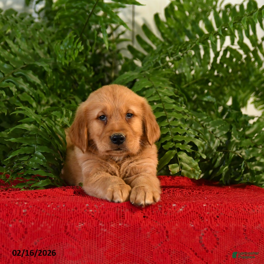 Golden Retriever dogs Dandy - Ad 2