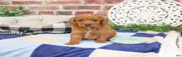 Cavapoo dogs for sale: Donut - Ad 2