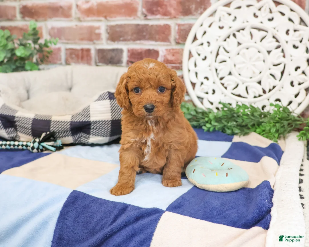 Cavapoo dogs for sale: Donut - Ad 2