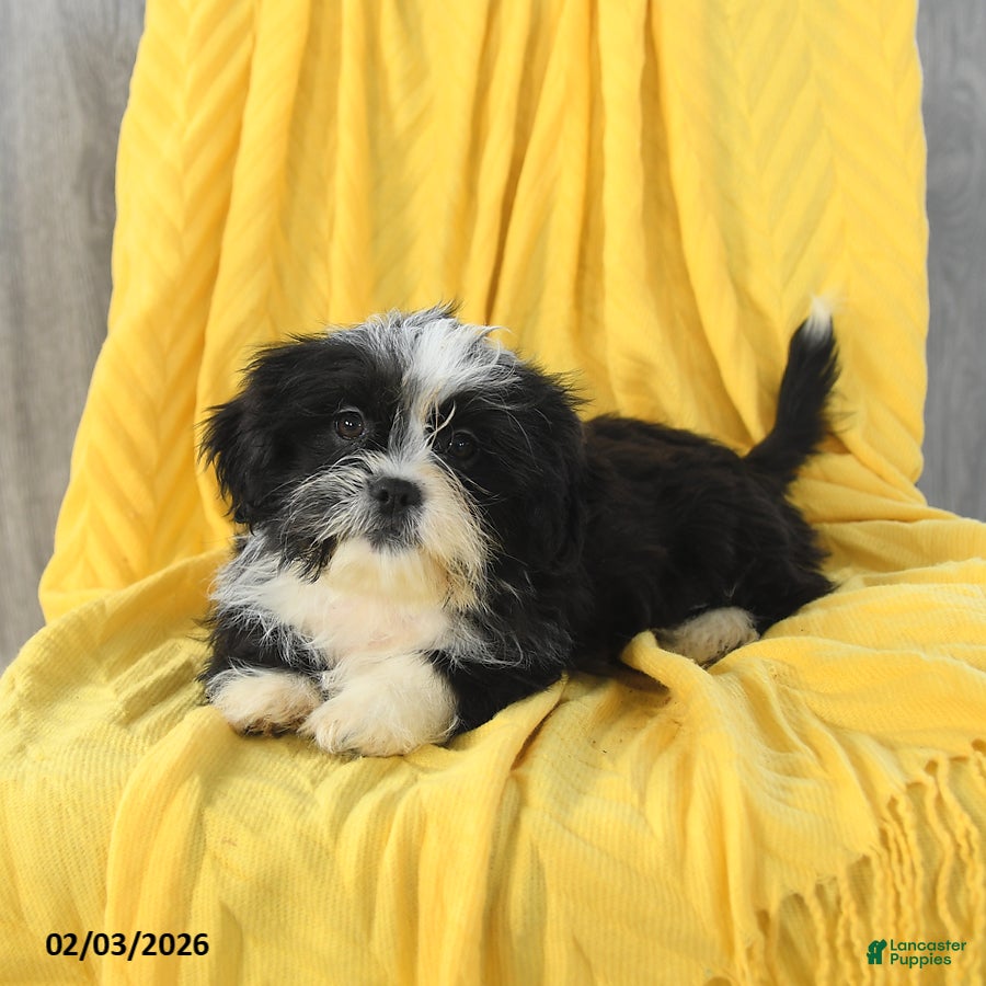 Shih Tzu dogs Amber - Ad 2