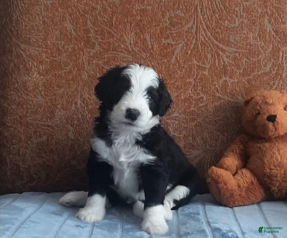 Bernedoodle dogs Bruno - Ad 17