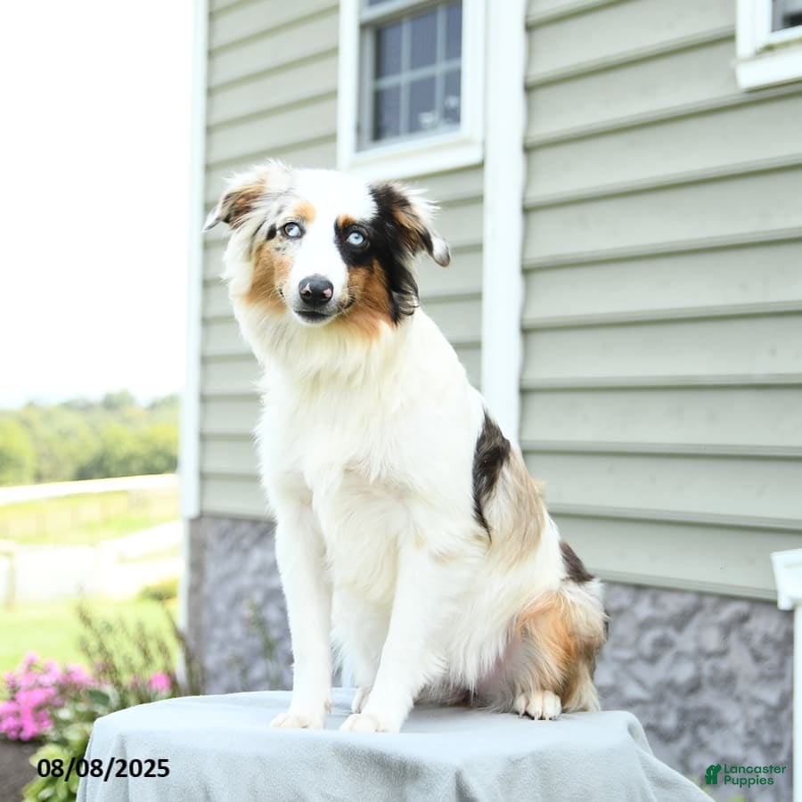 Miniature Australian Shepherd dogs Carrie - Ad 1