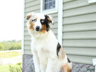 Miniature Australian Shepherd dogs Carrie - Ad 40