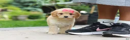 Cavapoo dogs for sale: Dolly - Ad 5
