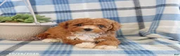 Toy Poodle dogs for sale: Jasper - Ad 5