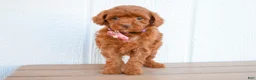 Miniature Poodle dogs for sale: Daisy  🐶 - Ad 4