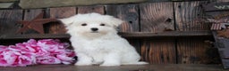 Maltese dogs for sale: Roxanne - Ad 4
