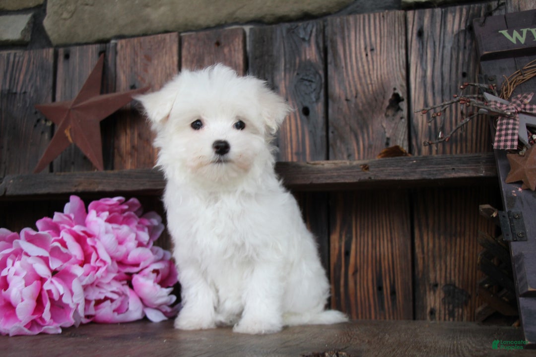 Maltese dogs for sale: Roxanne - Ad 4