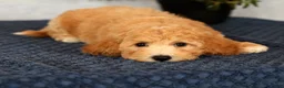 Bichpoo dogs for sale: York - Ad 9