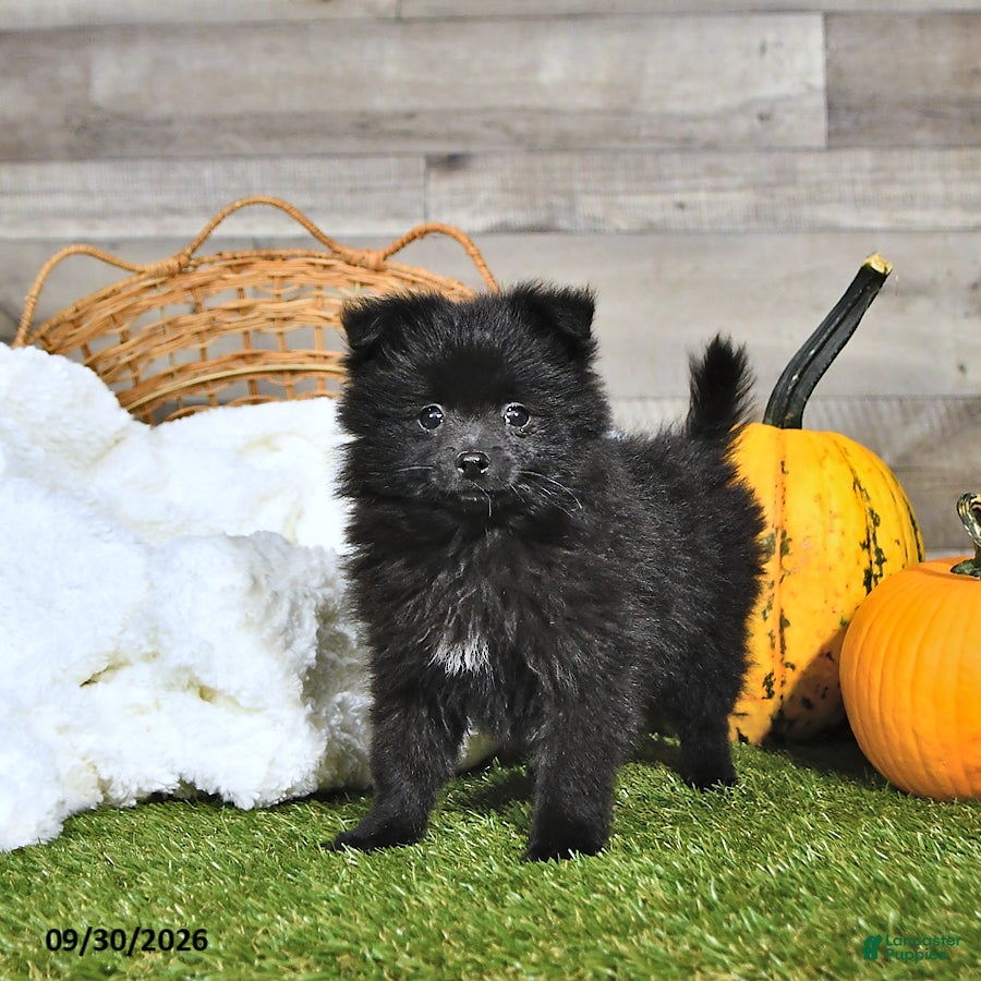 Pomeranian dogs Nicholas - Ad 2