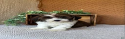 Havanese dogs for sale: Adam  - Ad 5